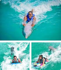 Image result for Adventure Dolphin