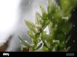 Attēlu rezultāti vaicājumam “Mnium lycopodioides”