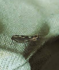 Attēlu rezultāti vaicājumam “Scythris limbella”