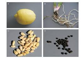 Attēlu rezultāti vaicājumam “Acorus calamus fruit”