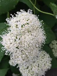 Attēlu rezultāti vaicājumam “Hydrangea arborescens”