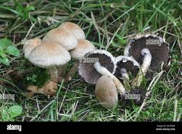 Attēlu rezultāti vaicājumam “Psathyrella lacrymabunda”