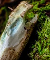 Attēlu rezultāti vaicājumam “Reticularia lycoperdon young”