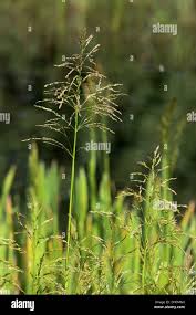 Attēlu rezultāti vaicājumam “Glyceria maxima”