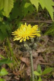 Attēlu rezultāti vaicājumam “Hieracium”