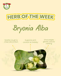 Attēlu rezultāti vaicājumam “Bryonia alba”