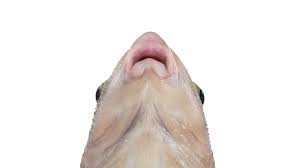 Image result for Carpiodes carpio