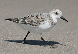 Attēlu rezultāti vaicājumam “Calidris alba adult”
