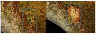 Attēlu rezultāti vaicājumam “Eucladium verticillatum”
