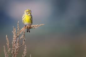 Image result for Serinus serinus