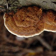 Attēlu rezultāti vaicājumam “Inonotus radiatus”