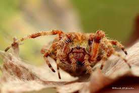Attēlu rezultāti vaicājumam “Araneus angulatus”