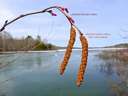 Attēlu rezultāti vaicājumam “Alnus incana female flower”