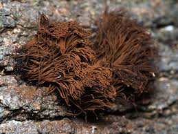 Attēlu rezultāti vaicājumam “Stemonitis splendens macro”