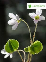 Attēlu rezultāti vaicājumam “Oxalis acetosella”