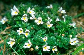 Attēlu rezultāti vaicājumam “Euphrasia”