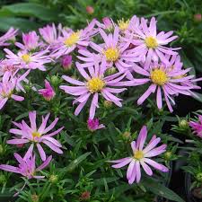 Image result for Aster novi-belgii
