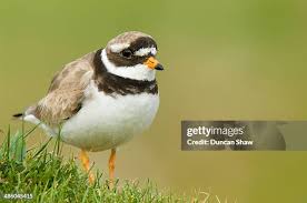 Attēlu rezultāti vaicājumam “Charadrius hiaticula adult”