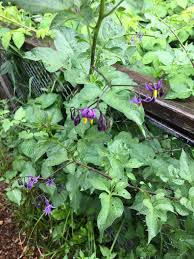 Attēlu rezultāti vaicājumam “Solanum dulcamara leaf”