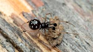 Attēlu rezultāti vaicājumam “Theridiidae”