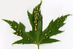 Attēlu rezultāti vaicājumam “Vasates quadripedes”