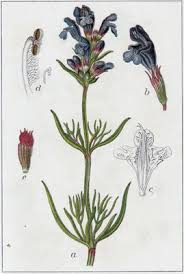 Attēlu rezultāti vaicājumam “Dracocephalum ruyschiana flower”