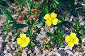 Attēlu rezultāti vaicājumam “Potentilla erecta flower”