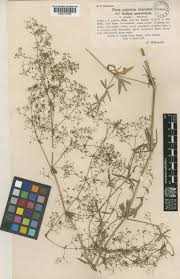 Attēlu rezultāti vaicājumam “Galium schultesii”