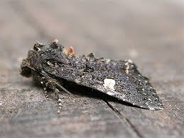 Attēlu rezultāti vaicājumam “Melanchra persicariae larva”