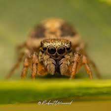 Attēlu rezultāti vaicājumam “Heliophanus sp.”