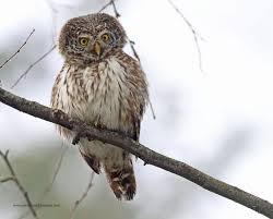 Attēlu rezultāti vaicājumam “Glaucidium passerinum”