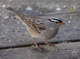 Image result for Zonotrichia leucophrys