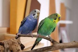 Attēlu rezultāti vaicājumam “Bonasa bonasia eggs”