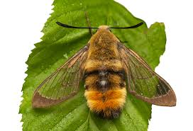 Attēlu rezultāti vaicājumam “Hemaris tityus”