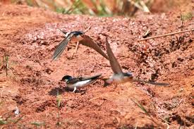 Attēlu rezultāti vaicājumam “Delichon urbicum nest”
