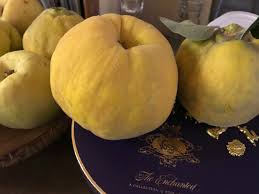 Attēlu rezultāti vaicājumam “Cydonia oblonga fruit”