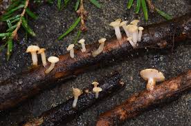 Attēlu rezultāti vaicājumam “Cudoniella clavus”