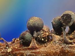 Attēlu rezultāti vaicājumam “Diderma montanum var. album stalked”