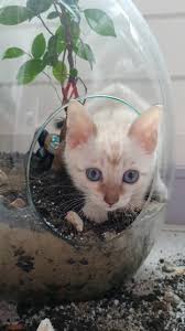 Kuvahaun tulos haulle bonsaikitten