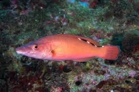 Image result for Labrus mixtus