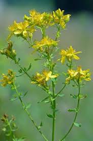 Attēlu rezultāti vaicājumam “Hypericum perforatum bud”