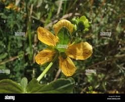 Attēlu rezultāti vaicājumam “Hypericum maculatum flower”