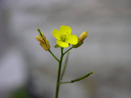 Attēlu rezultāti vaicājumam “Diplotaxis muralis”