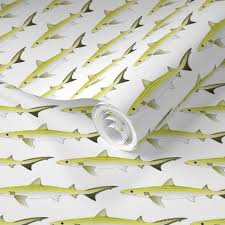 Image result for Paragaleus pectoralis