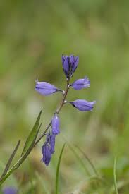 Attēlu rezultāti vaicājumam “Polygala vulgaris”
