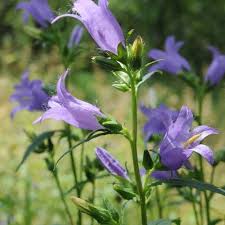 Attēlu rezultāti vaicājumam “Campanula trachelium bud”
