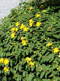 Image result for Johanniskraut