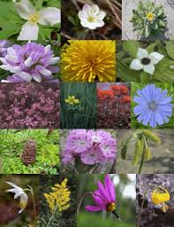 Attēlu rezultāti vaicājumam “Pseudocalliergon turgescens”