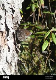 Attēlu rezultāti vaicājumam “Oeneis jutta”