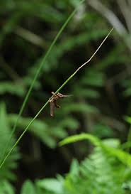 Attēlu rezultāti vaicājumam “Entomophaga grylli”